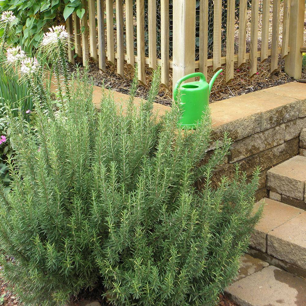 Bonnie Plants 2.32 qt. Rosemary Herb Plant 5090