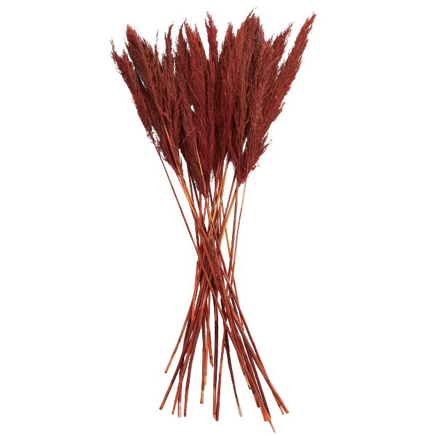 35 x27 x27 X 2 x27 x27 Dried Plant Pampas Natural Foliage With Long Stems Red Olivia amp May