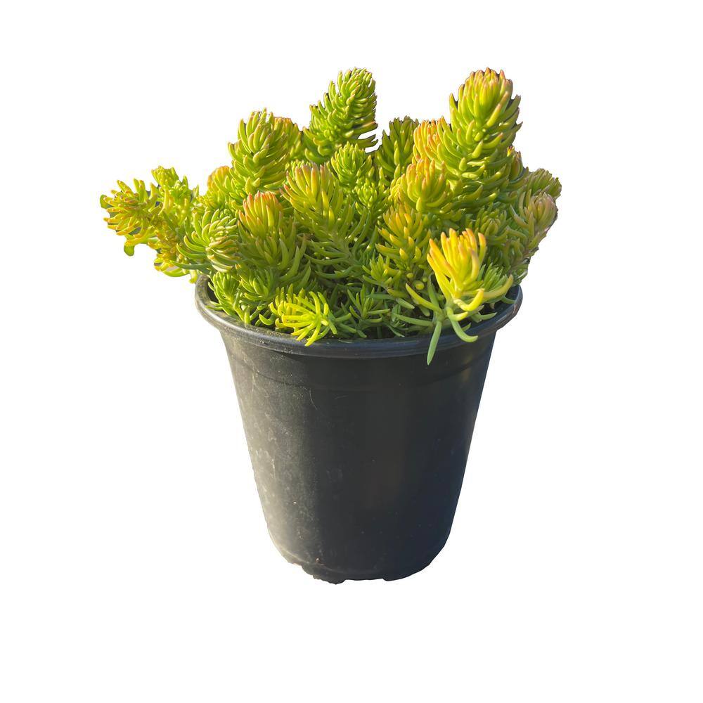 Cesicia Non-Fragrant Live Gold Sedum Planter Pet-Safe (3-Piece) RichM810Cacti05