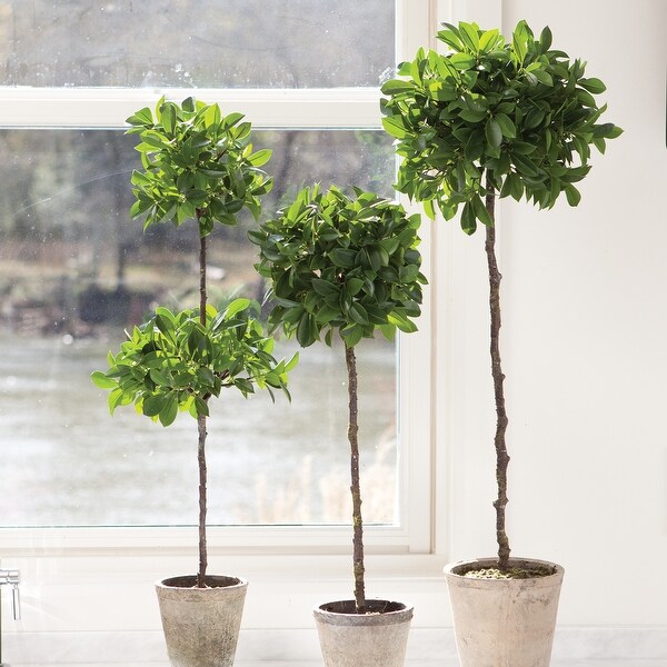 Ficus Topiary In Pot 31