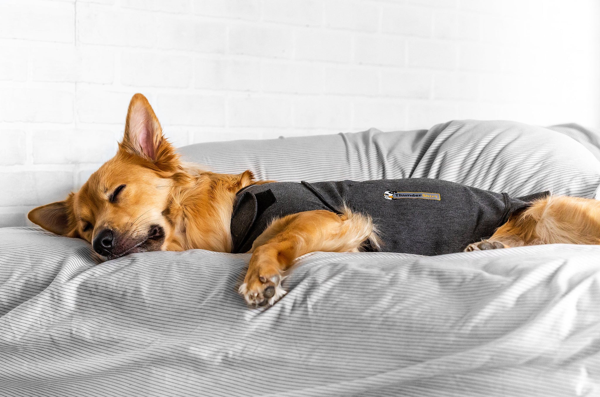 ThunderShirt Sport for Dogs Anxiety Vest andndash; Pet Empire and Supplies