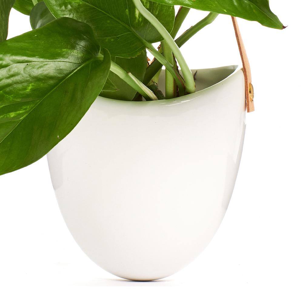 Shop Succulents 4.5 in. Pothos Devil's Ivy in Hanging White Ceramic Planter Pot with Leather Strap 1-LEATHR-POTH-4