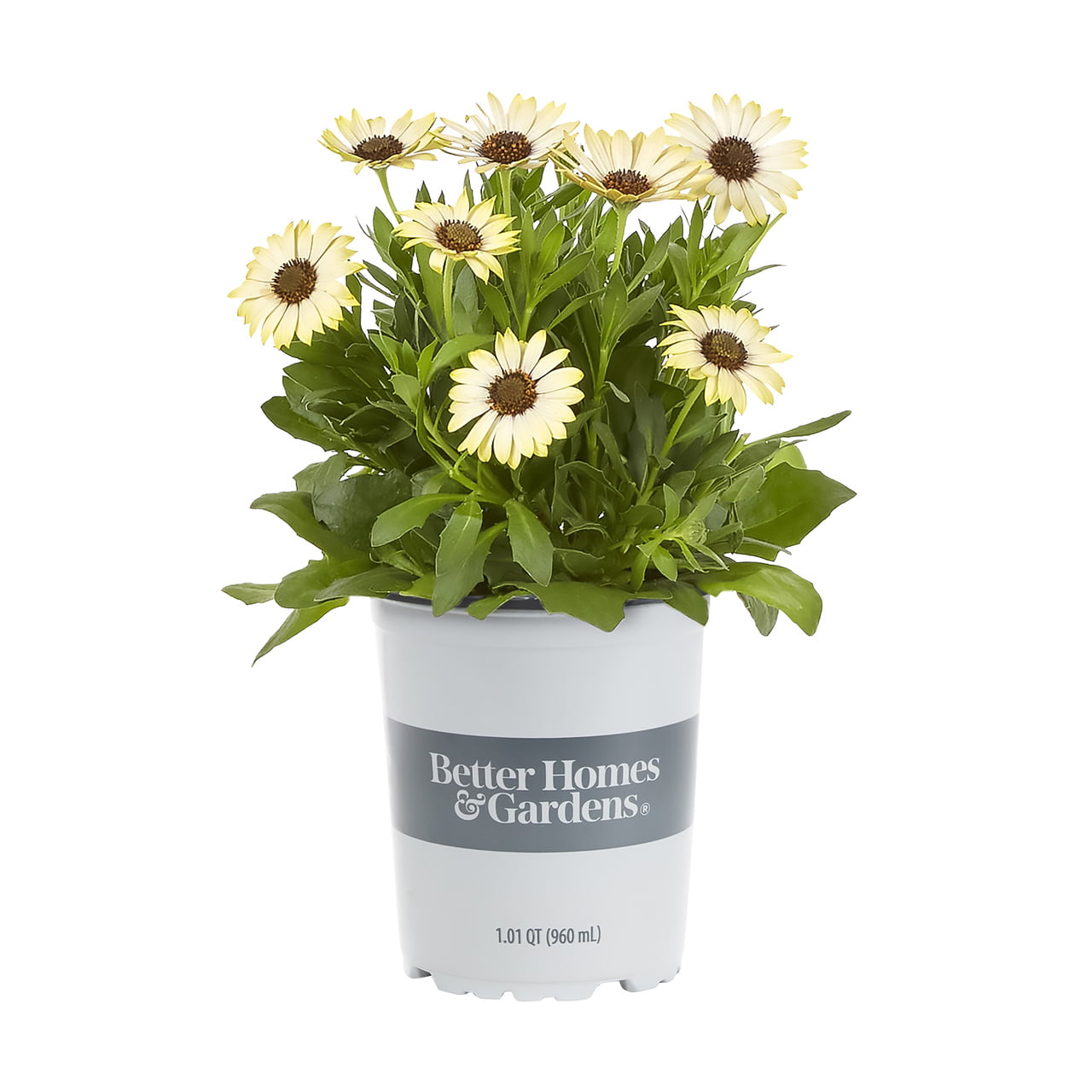 Better Homes and Gardens 1QT Yellow Osteospermum with Pot， 5 Pack， Live Plant