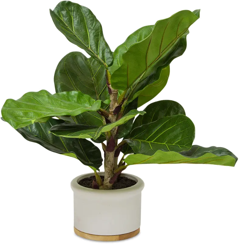 Potted 18 Inch Faux Fiddle Leaf Fig Arrangement - Dumpling