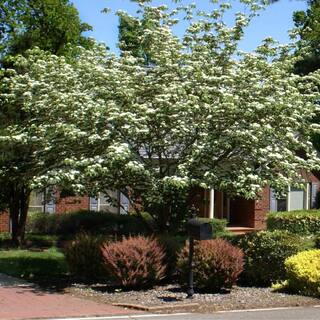 7 Gal. Kousa Pink Dogwood Flowering Deciduous Tree with Pink Flowers DOGKPI07G