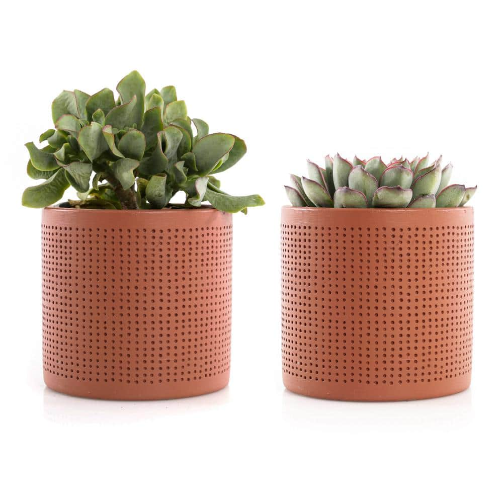 4 in. Assorted Succulent Set in Orange Dot Pot (2-Pack) SUCCLYAS39CMSOD