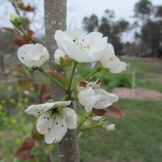 7 Gal. Flordahome Pear Tree PEAFLO07G