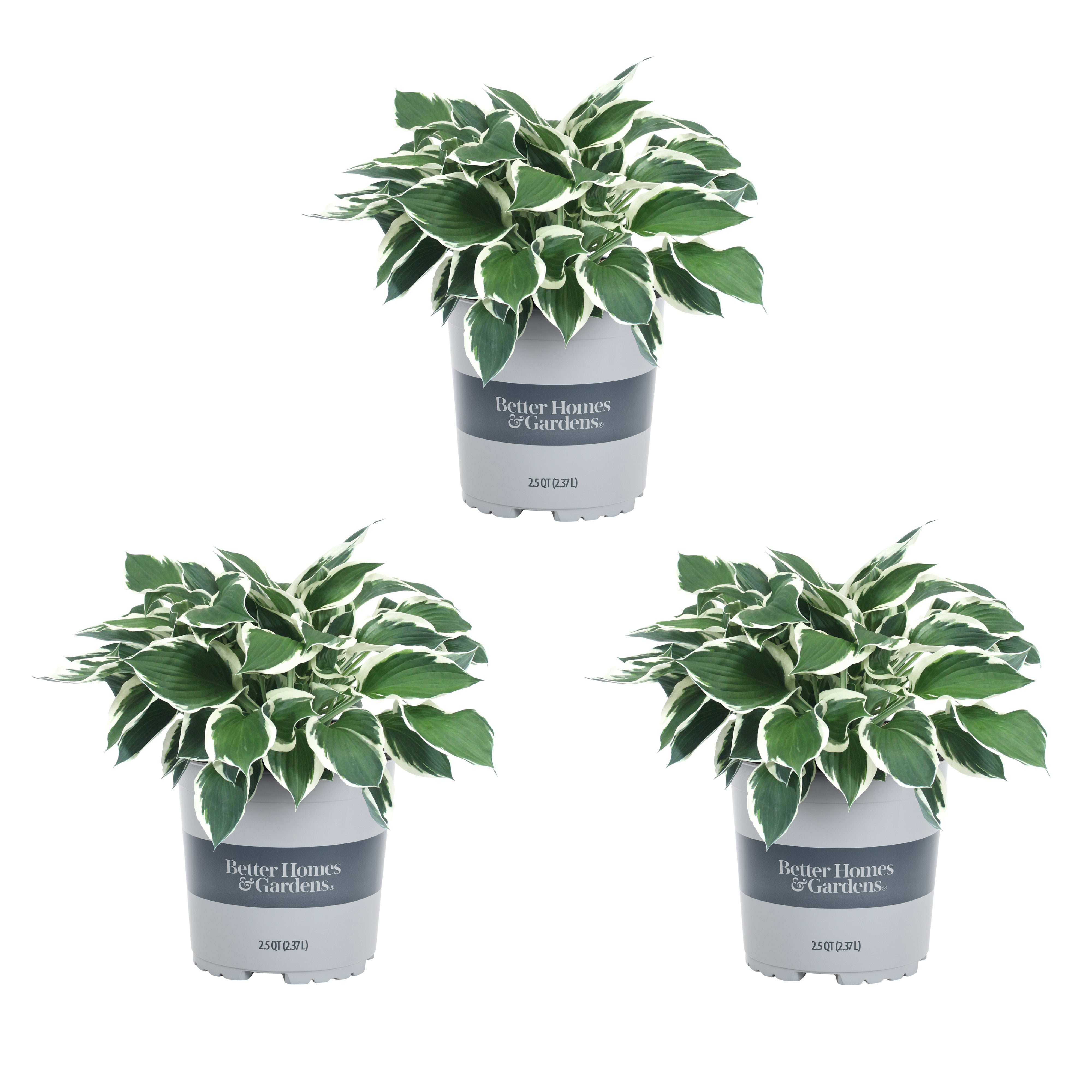 Better Homes and Gardens 2.5QT White Variegated Hosta Live Plants (3 Pack) with Grower Pots