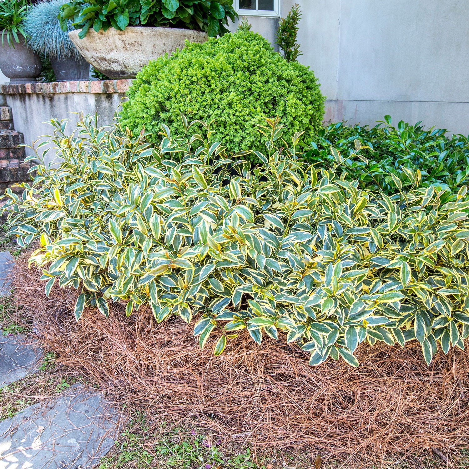 Romeo Cleyera (2 Gallon) Variegated Evergreen Shrub with Green and Creamy-White Foliage - Full Sun to Part Shade Live Outdoor Plant - Southern Living Plant Collection