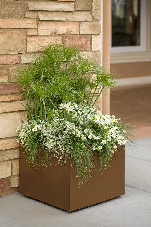 4.25 in. Eco+Grande， Superbells Over Easy (Calibrachoa) Live Plant White and Yellow Flowers (4-Pack)