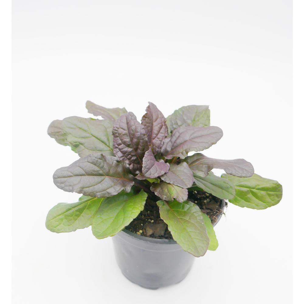 BELL NURSERY 4 in. Bugleweed (Ajuga) Live Perennial Groundcover Plant (6-Pack) AJUGA4BRZ6PK