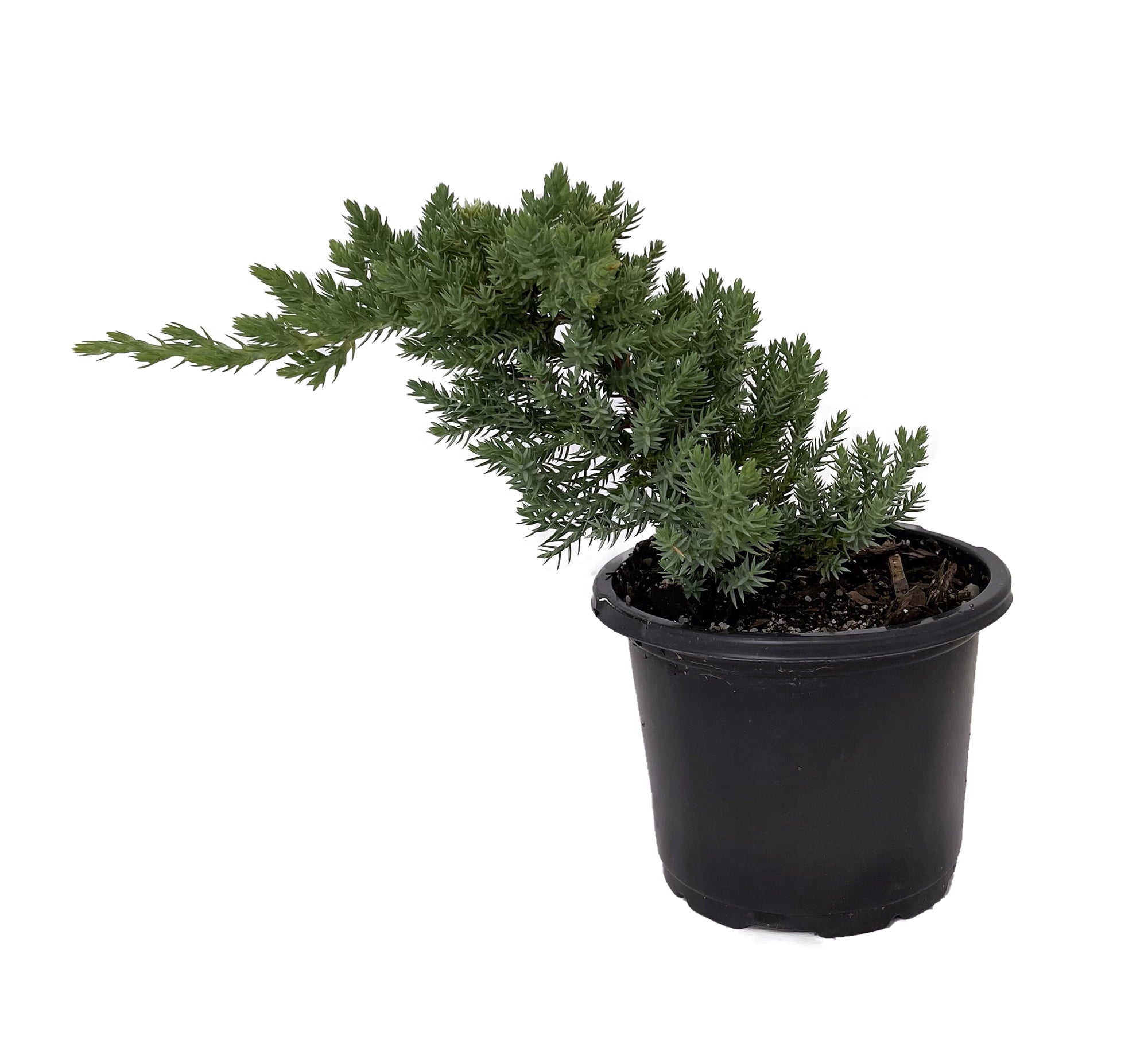 Japanese Juniper Bonsai Tree - 4