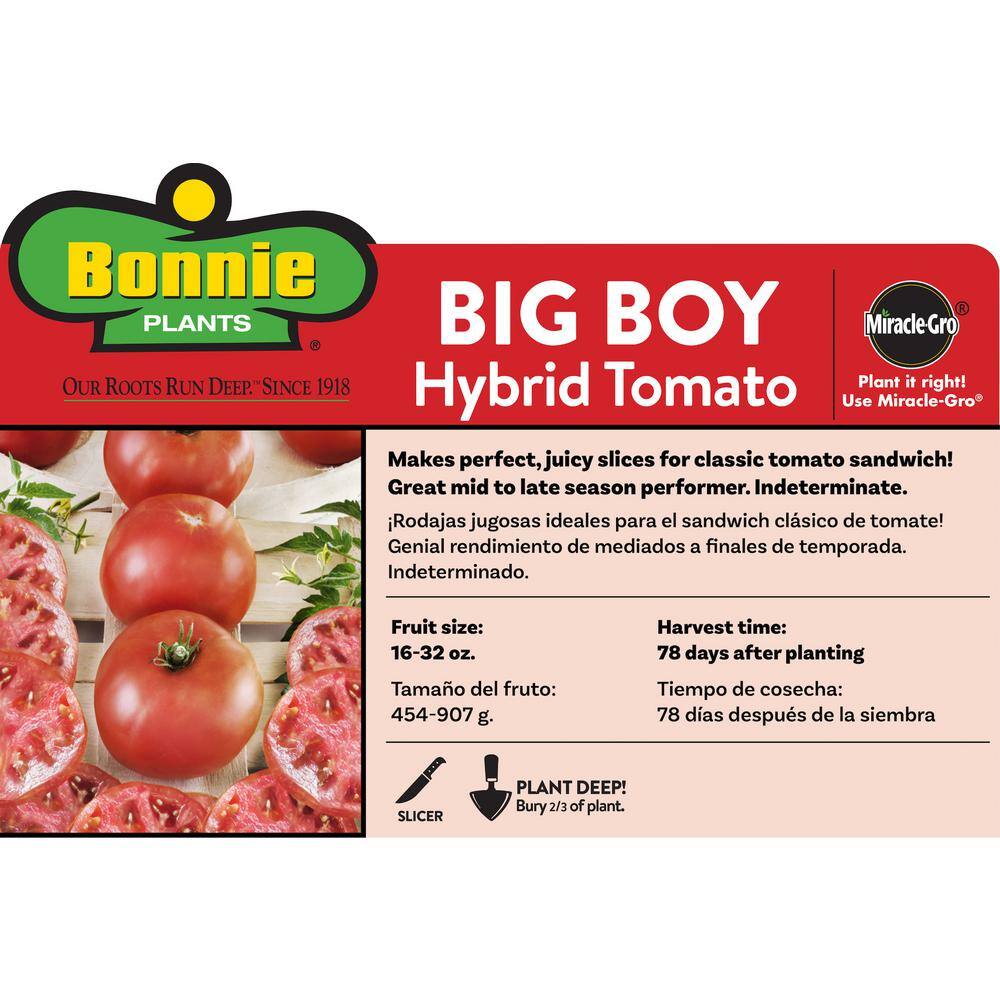 Bonnie Plants 1.19 qt. Big Boy Tomato Plant (6-Pack) 0203