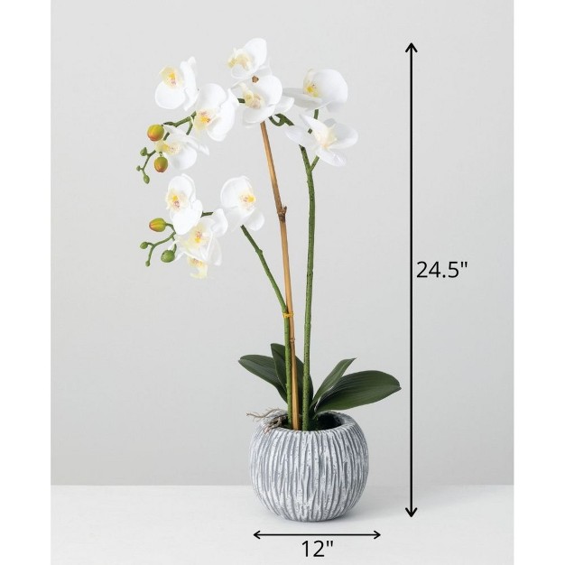 Sullivans Artificial Potted Orchid 24 5 quot h Green