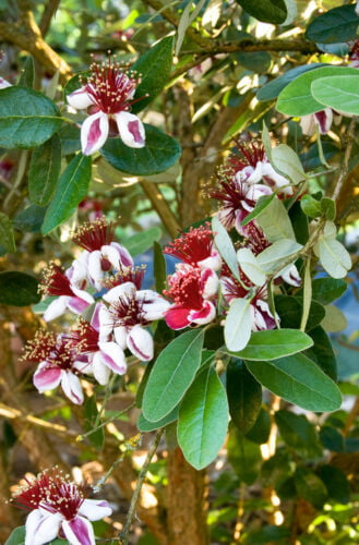 Pineapple Guava - Feijoa sellowiana - Live Plant - COLD HARDY