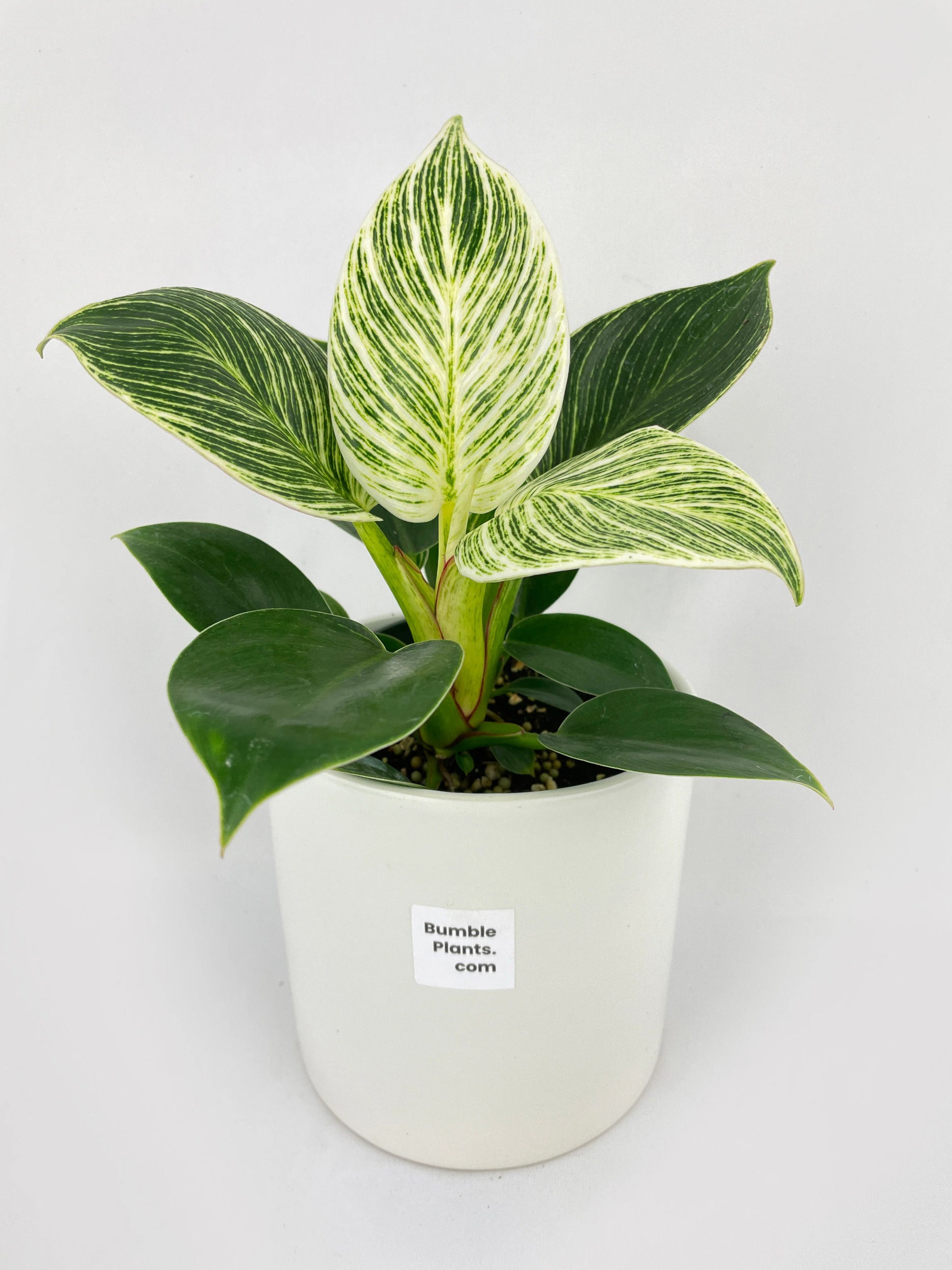 Philodendron Birkin Variegata