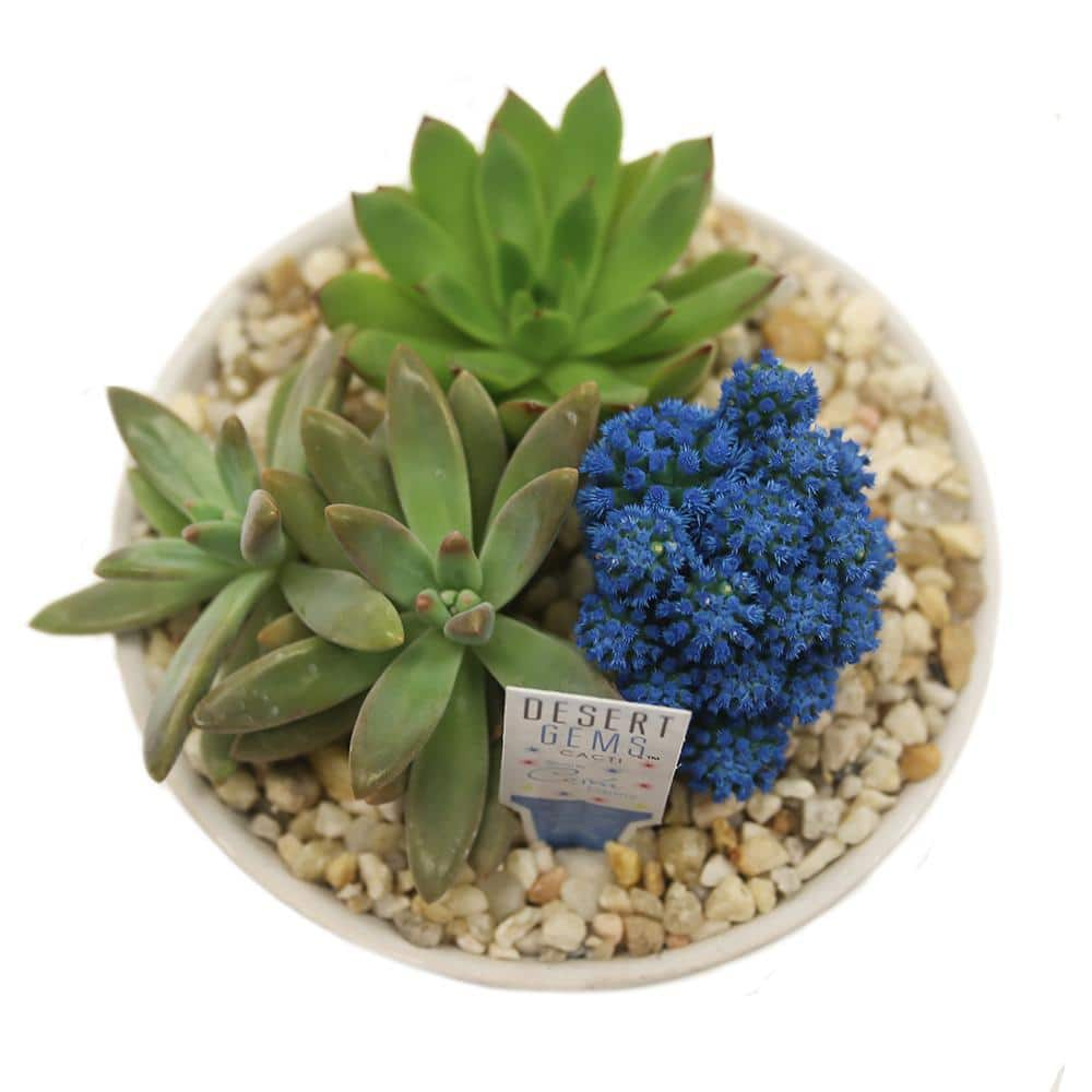 Costa Farms Blue Desert Gems Indoor Cactus Garden in 6 in. Gloss Ceramic Bowl Avg. Shipping Height 3 in. Tall 6DESGEMBLUGLOBW