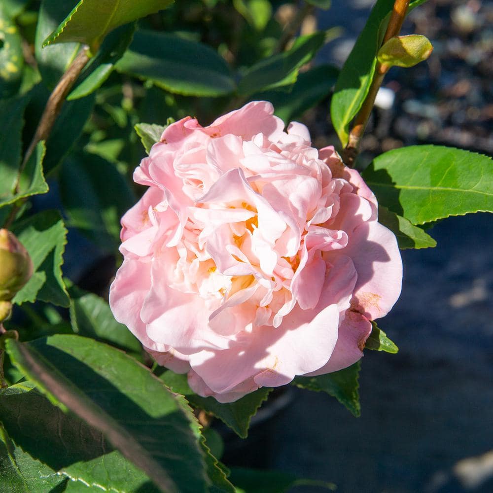 Perfect Plants 3 Gal. High Fragrance Camellia Shrub With Baby Pink Flowers Sweet Scented Blooms THD00516