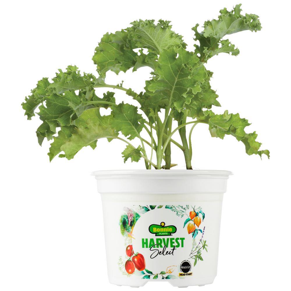 BONNIE PLANTS HARVEST SELECT 25 oz. Prizm Kale Plant 715339121479