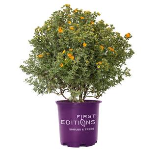 FIRST EDITIONS 2 Gal. Mandarin Tango Potentilla Live Shrub with Orange Flowers 61482F