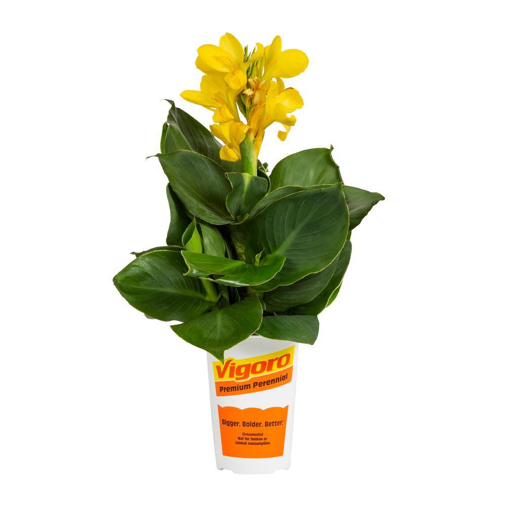 METROLINA GREENHOUSES 2.5 Qt. Cannova Yellow Canna Lily Plant 70845