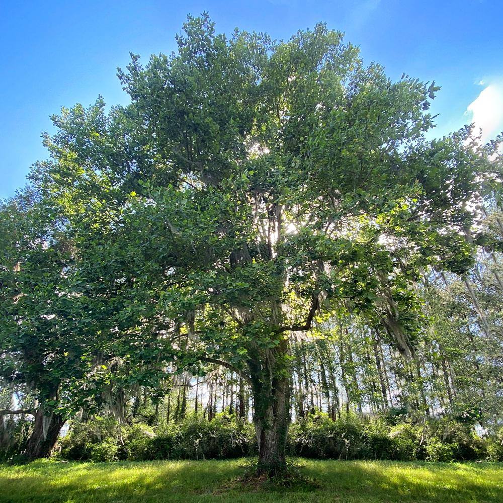 1 Gal. Tulip Poplar Deciduous Tree POPTUL01G