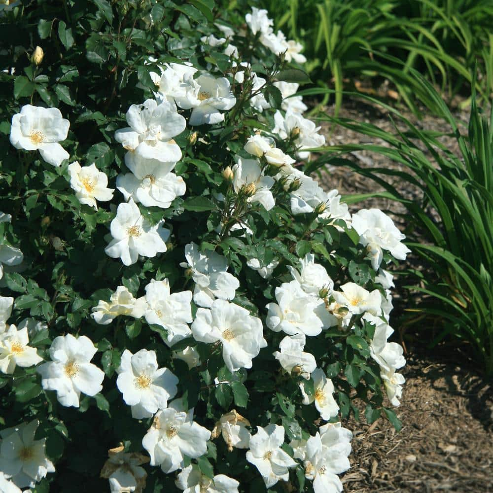 KNOCK OUT 1 Gal. White Knock Out Rose Bush with White Flowers 13170