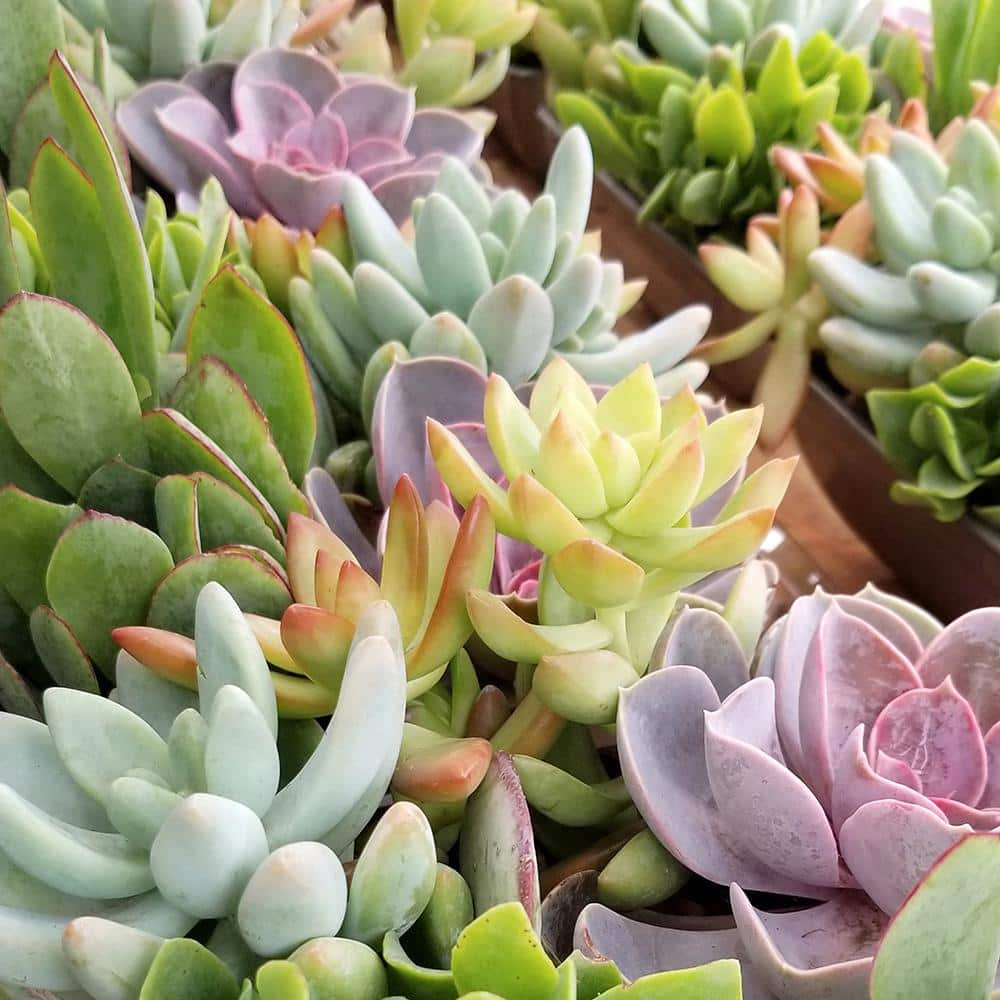 SMART PLANET 1 Qt. Assorted Succulent Plants Collection (4-Pack) 0880071