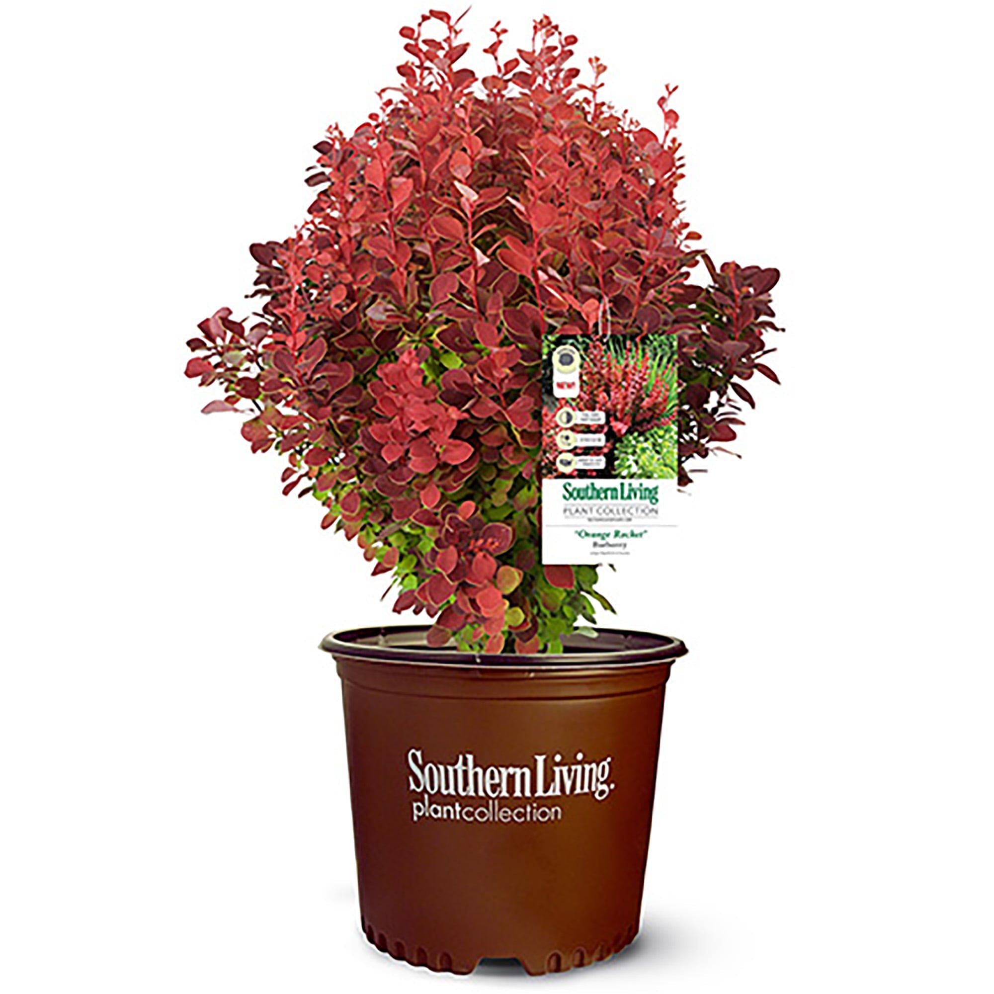 Southern Living Barberry Orange Rocket Live Shrubs (2 Gallon)