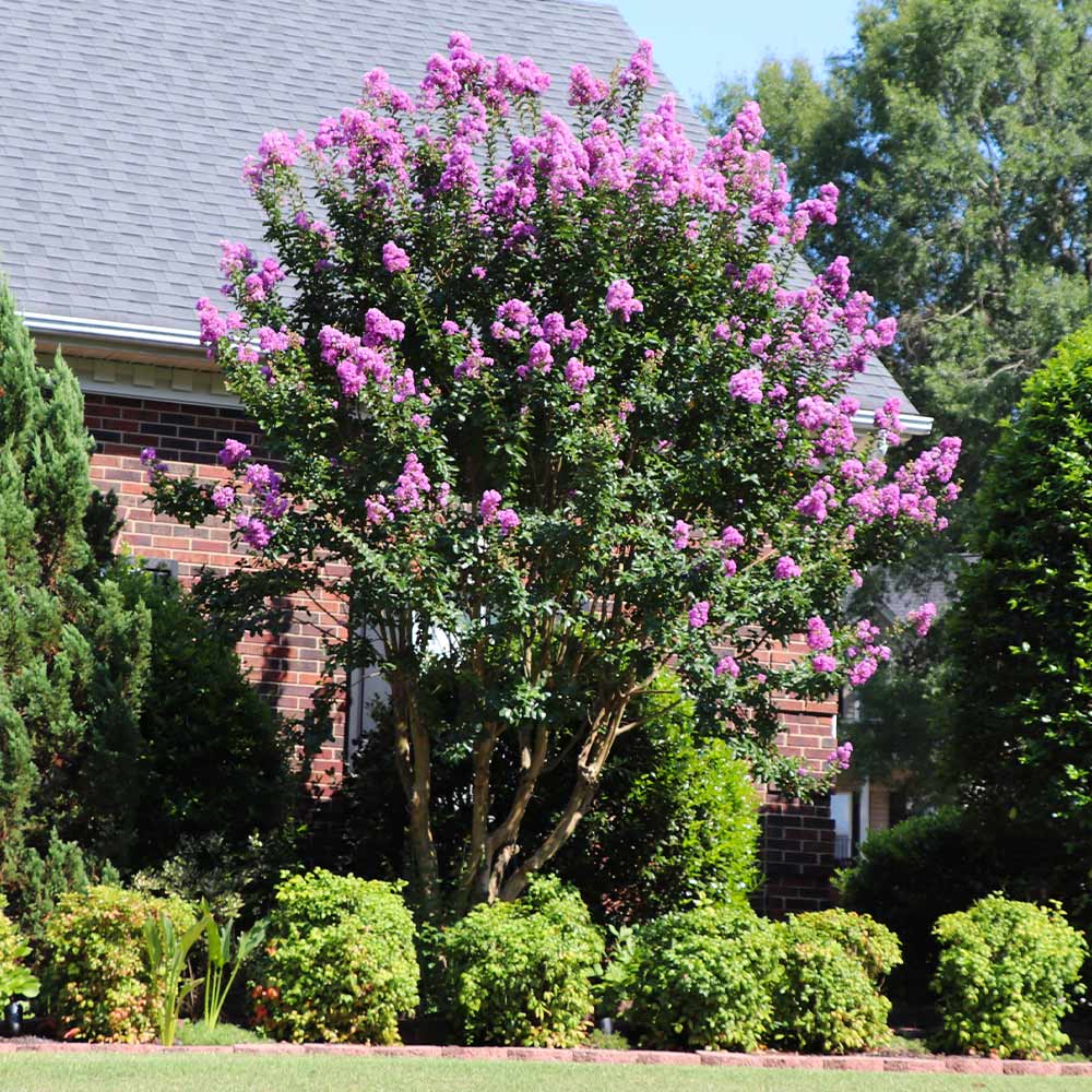 Muskogee Crape Myrtle Tree