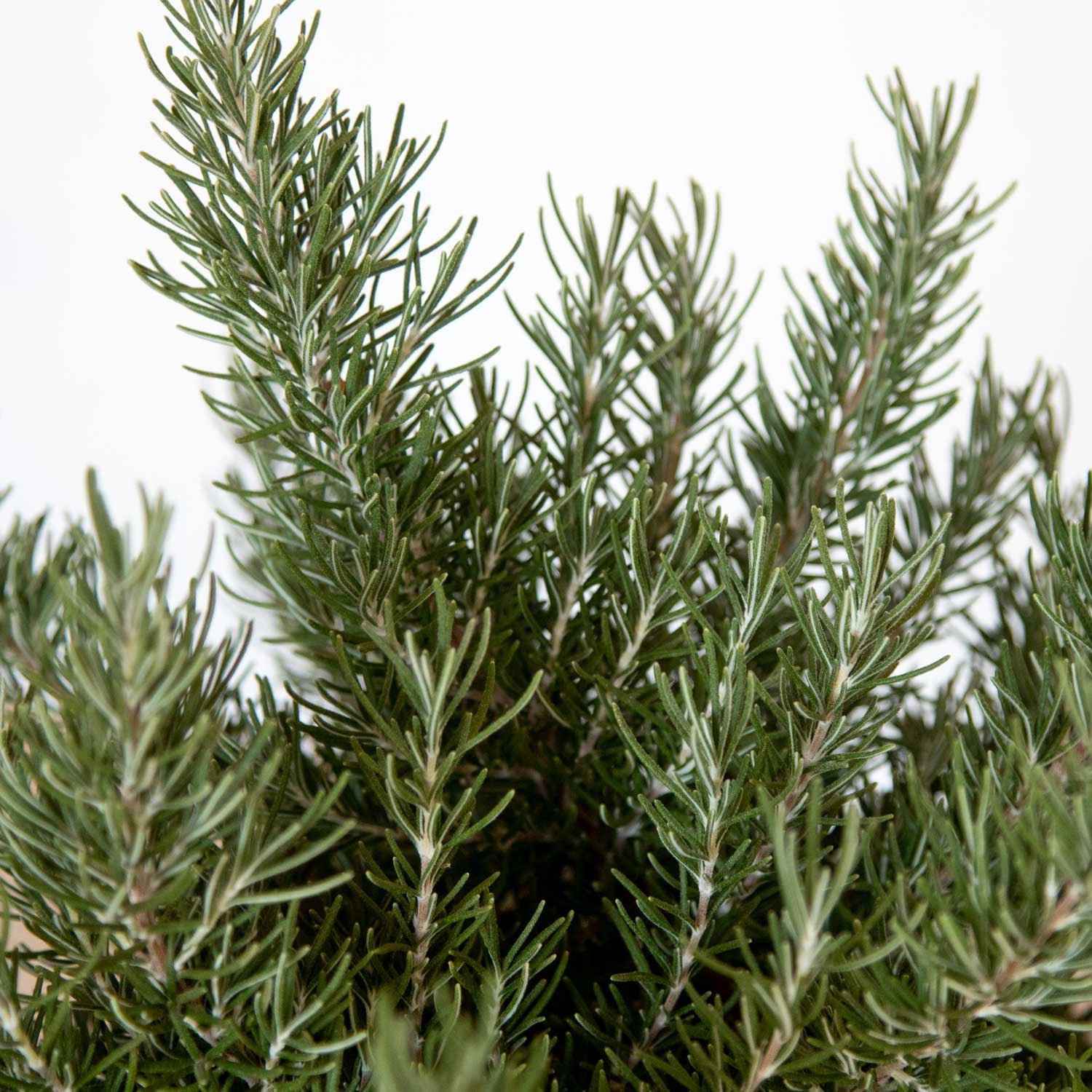 Chef's Choice Rosemary (2 Gallon) Fragrant Evergreen Herb Shrub - Full Sun Live Outdoor Plant - Southern Living Plants