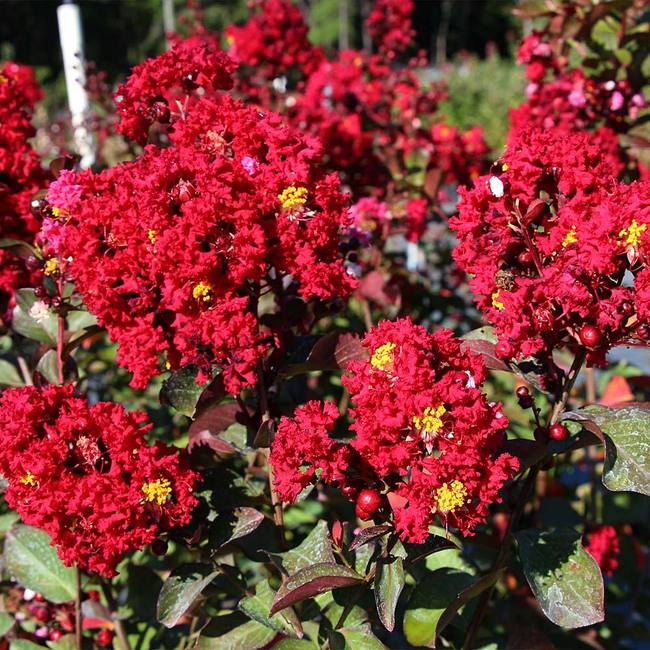 Red Rocket Crape Myrtle Tree