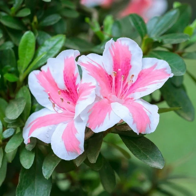 Azalea 'conversation' U.s.d.a. Hardiness Zones 7-11 - 1pc - Cottage Hill