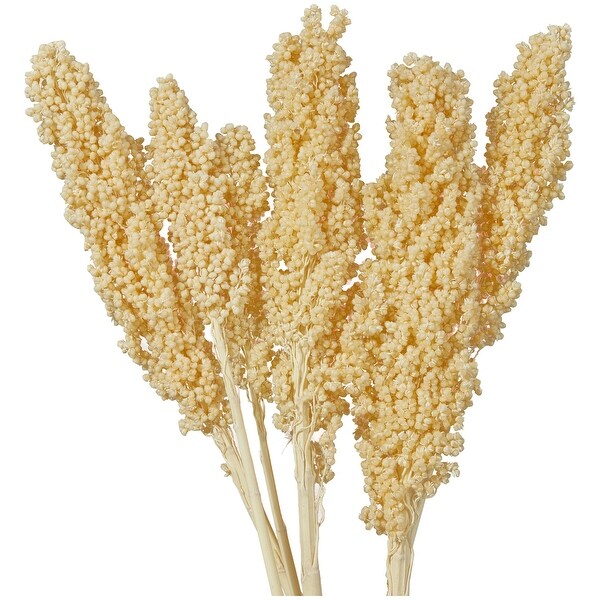 Cream Dried Plant Corn Maze Home Decor Natural Foliage with Long Stems