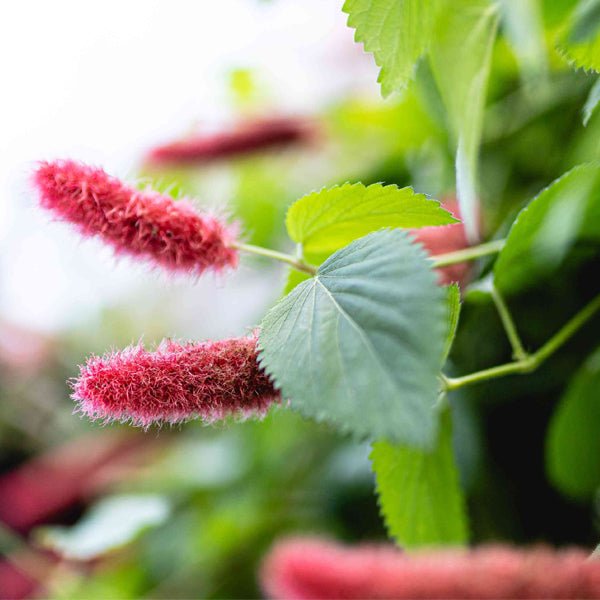 Acalypha hispida alba - Plant