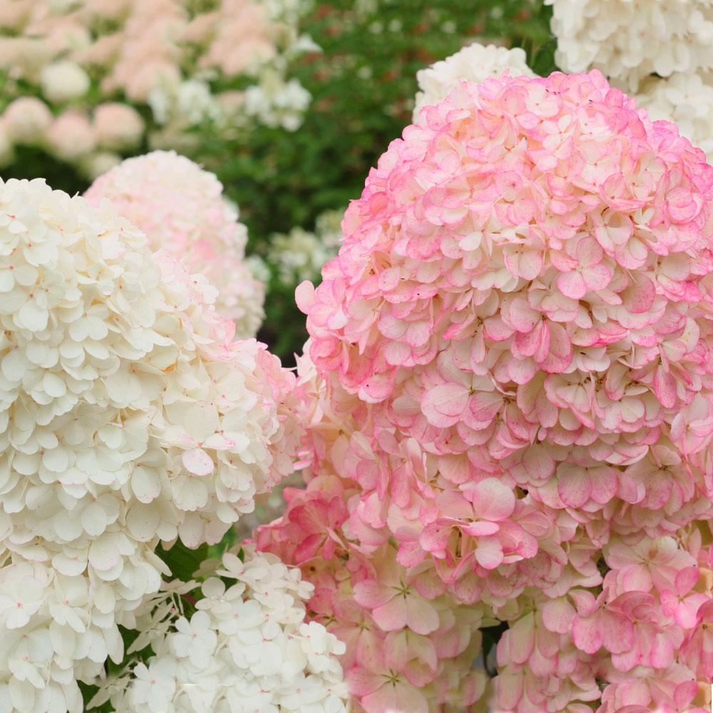 Vanilla Strawberry™ Hydrangea Shrub