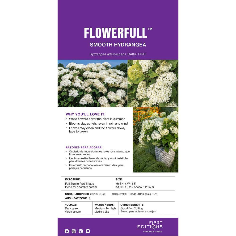 FIRST EDITIONS 2 Gal. FlowerFull Hydrangea Shrub with White Blooms 17122