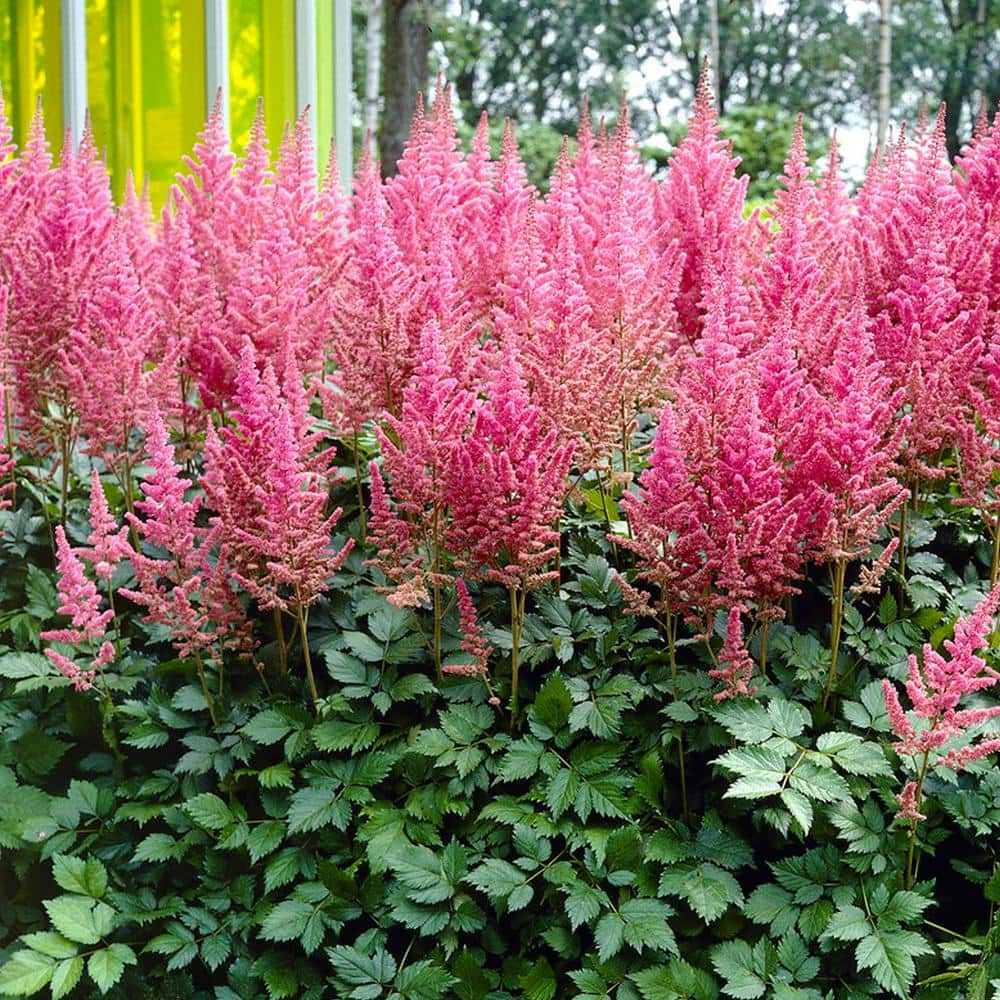 VAN ZYVERDEN Astilbe Visions Roots (Set of 3) 83832