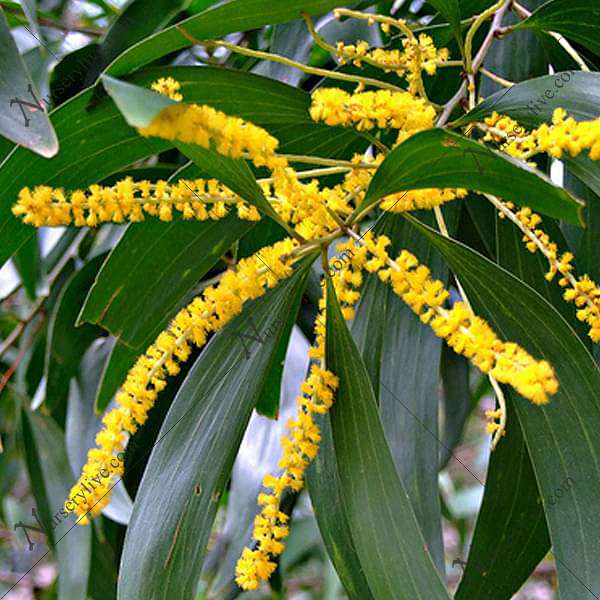 Acacia Auriculiformis, Australian Babul - 0.5 kg Seeds