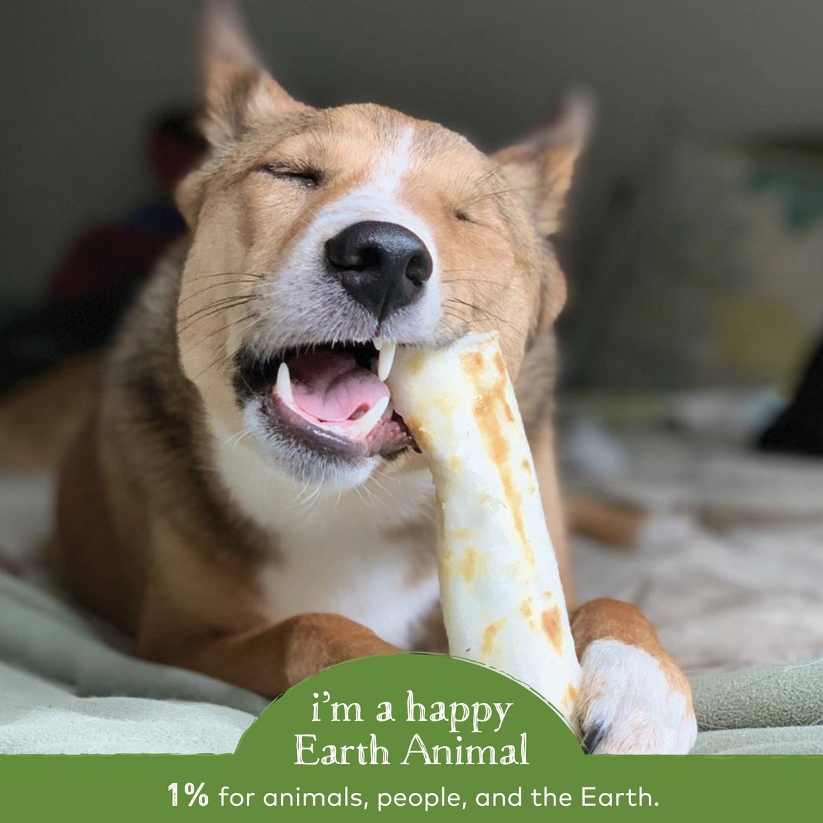 Earth Animal No-Hide Long Lasting Natural Rawhide Alternative Pork Recipe Medium Chew Dog Treats， 2 count