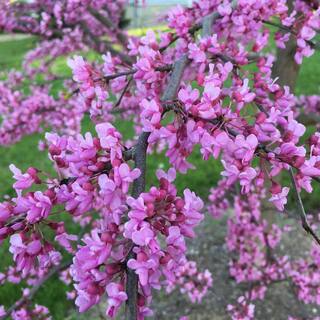 7 Gal. Eastern Redbud Flowering Deciduous Tree with Pink Flowers REDBUD07G