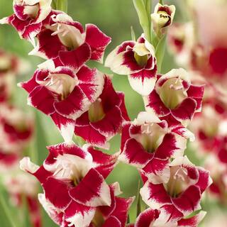 VAN ZYVERDEN Gladiolus Novelty Butterfly Belinda (Set  of 12 Bulbs) 84510