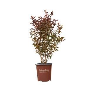 SOUTHERN LIVING 2 Gal. Delta Moonlight Crapemyrtle Live Deciduous ShrubTree Burgundy Foliage  White Blooming 37742