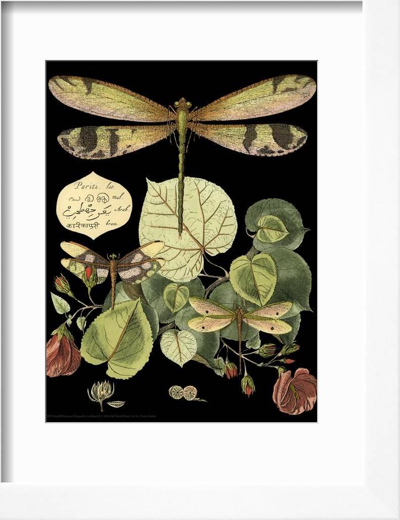 Whimsical Dragonfly on Black II Framed Print Wall Art by Vision Studio Sold by Art.Com