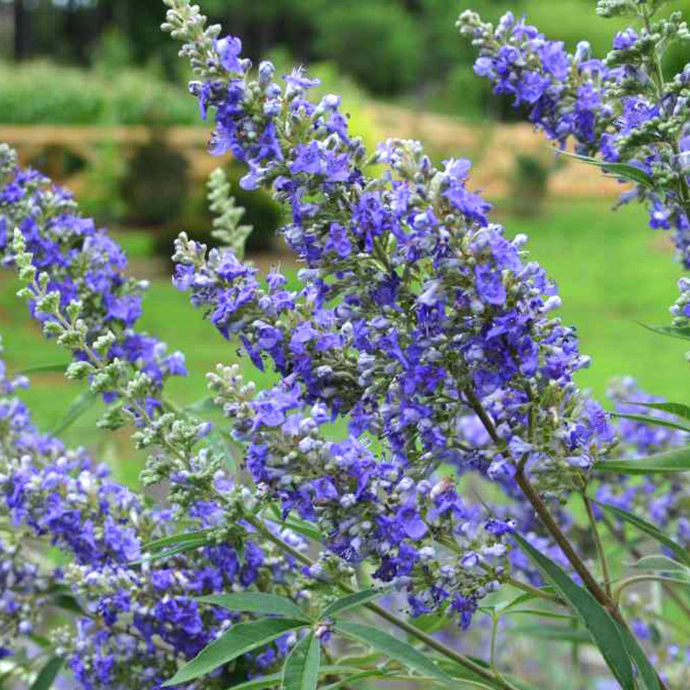 1 Gal. First Editions Delta Blues Vitex Shrub with Purple Flowers VITDEL01G