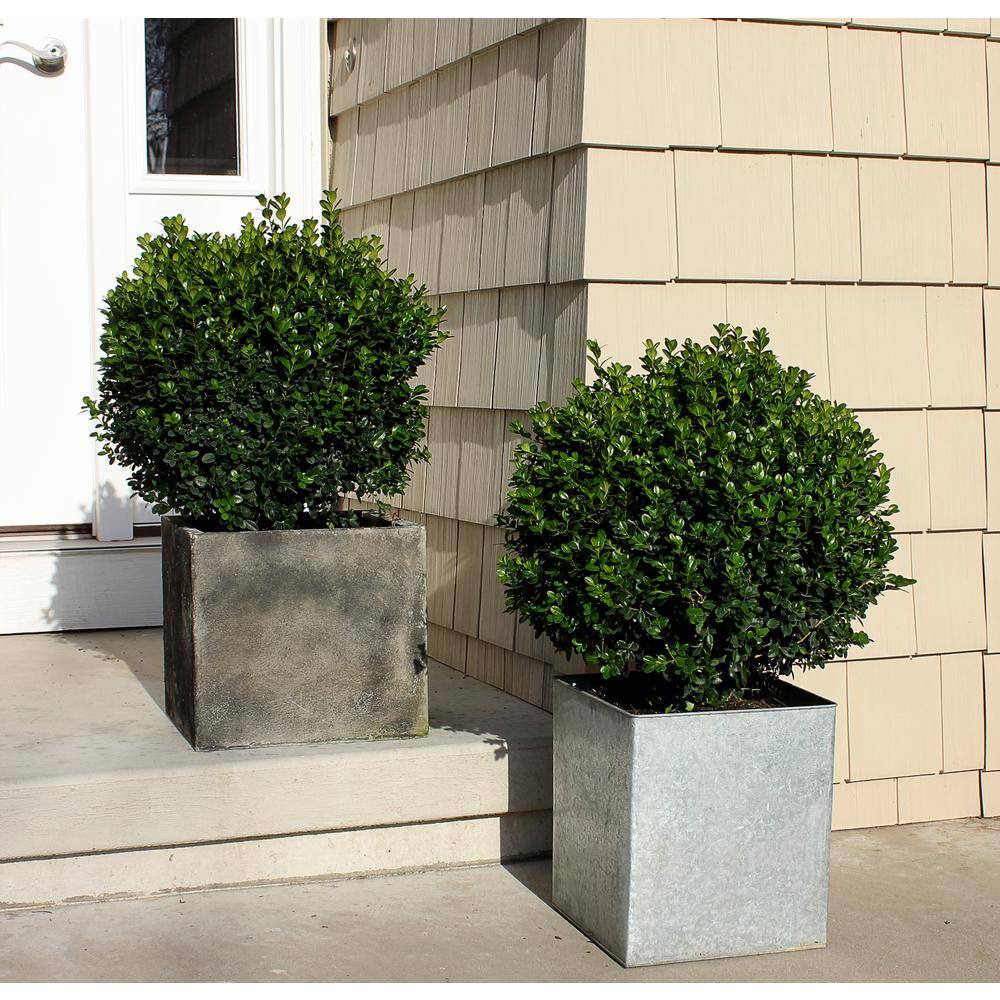 PROVEN WINNERS 1 Gal. Sprinter Boxwood (Buxus) Live Evergreen Shrub Green Foliage BUXPRC1006101