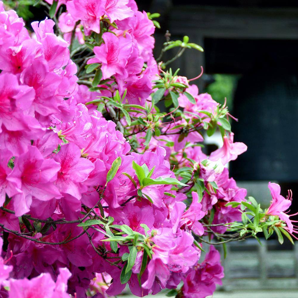 national PLANT NETWORK 2.25 Gal. Azalea Karen's Flowering Shrub with Purple Blooms HD7041