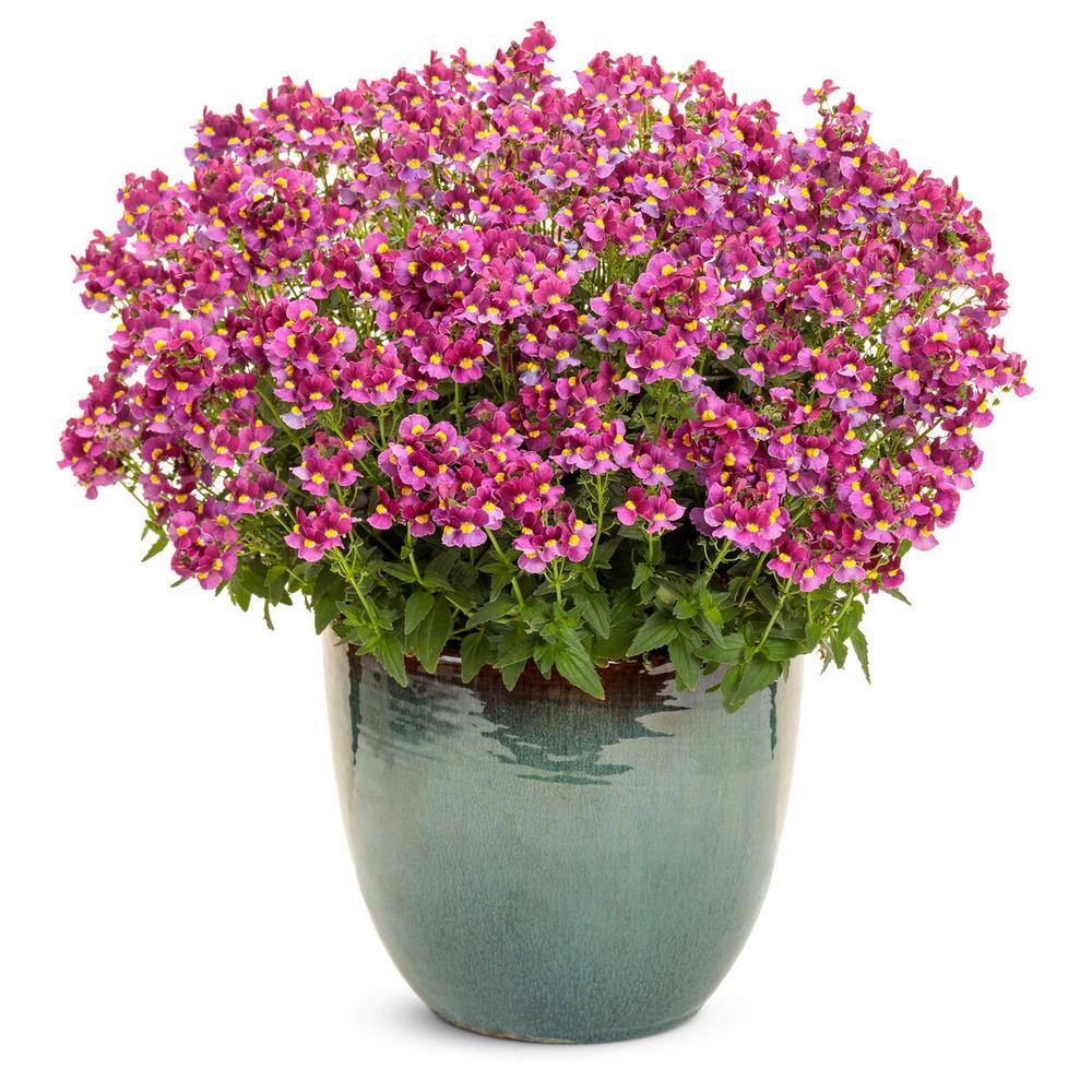 PROVEN WINNERS 4.25 in. Eco+Grande Aromance Mulberry (Nemesia) Live Plant Purple Flowers (4-Pack) NEMPRW1097504