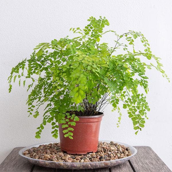 Adiantum Raddianum, Maidenhair Fern - Plant