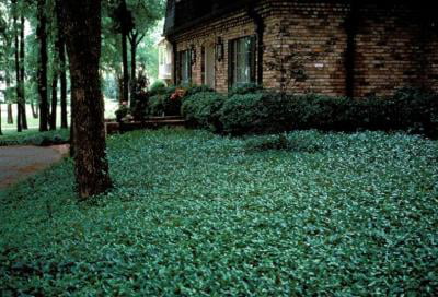 Classy Groundcovers - Trachelospermum asiaticum  {54 Pots - 2 1/2 inch Square}